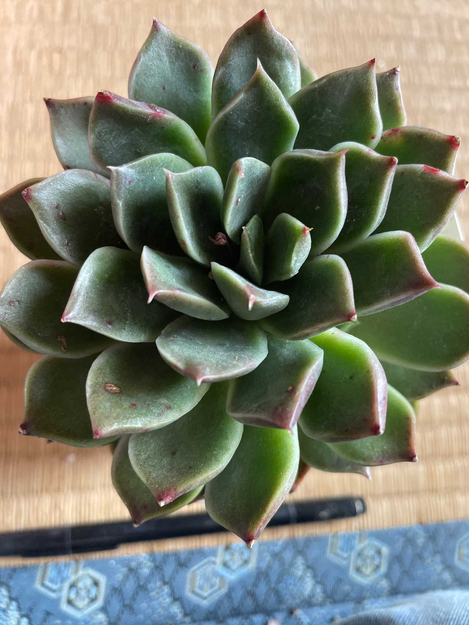 我が家のエケベリア エレガンス系｜🍀GreenSnap（グリーンスナップ）