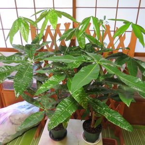 パキラ,実生 パキラ斑入り,観葉植物,インテリアグリーン,珍奇植物の画像