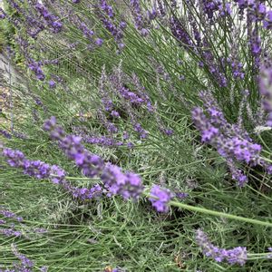 ラベンダー,初夏の花,アランビック蒸留器,ラベンダー蒸留水,テラス修復中の画像