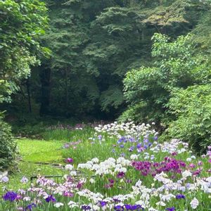 花菖蒲,庭園,お出かけ先の画像