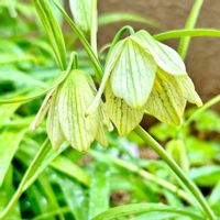 バイモ,ガーデニング,山野草,我が家の花壇,我が家の庭の画像