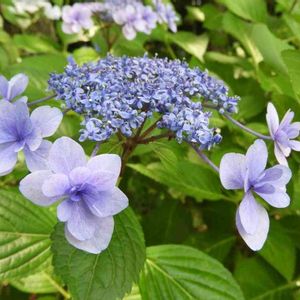 アジサイ,紫陽花,ガクアジサイ,額紫陽花,日本庭園の画像