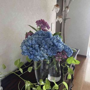 紫陽花 アジサイ あじさい,グリーンのある暮らし,ナチュラルスタイル,楽しい時間,キュンキュン乙女倶楽部の画像