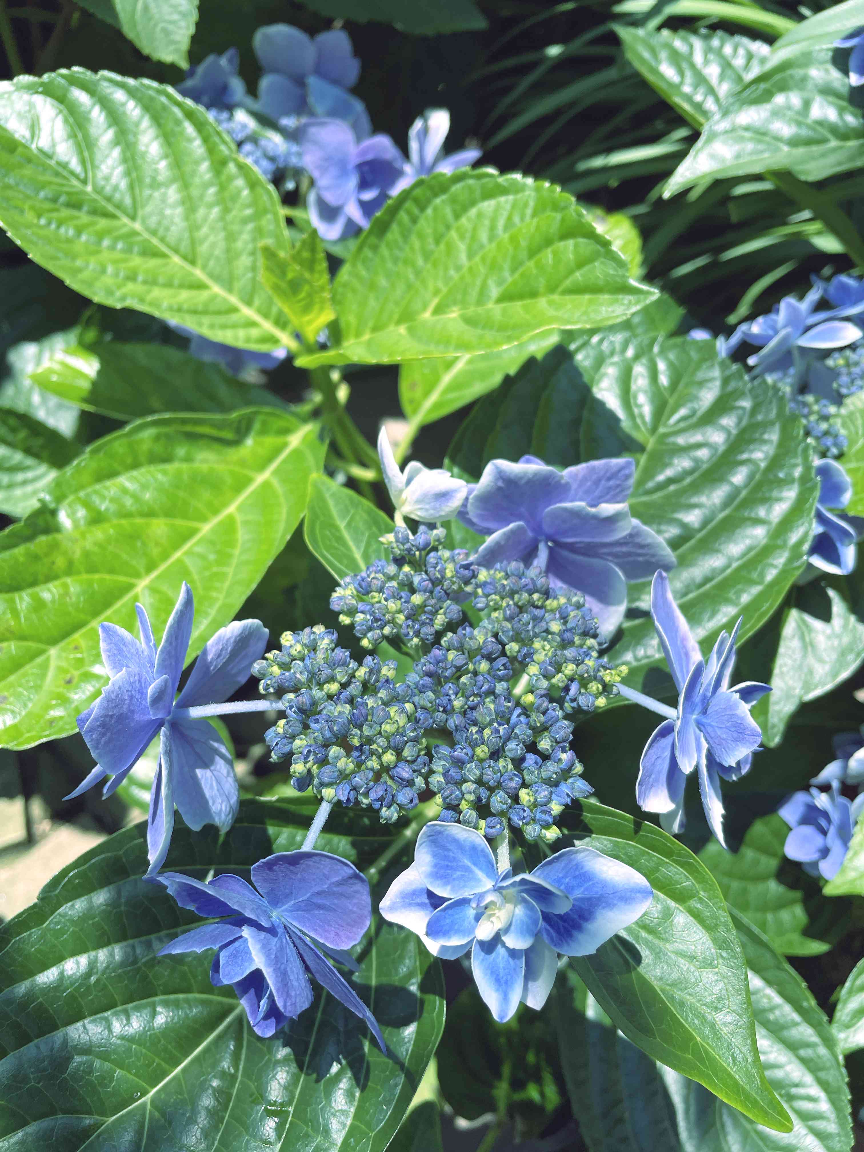 テウクリウム ヒルカニカムの一覧|🍀GreenSnap(グリーンスナップ) テウクリウム ヒルカニカムの一覧|🍀GreenSnap(グリーンスナップ)