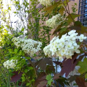 カシワバアジサイ,四季咲きアジサイ 霧島の恵,紫陽花 アナベル,アンティーク雑貨,雑貨小物の画像