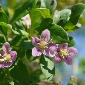 クコ,クコのお花,果実,落葉低木,自生の画像