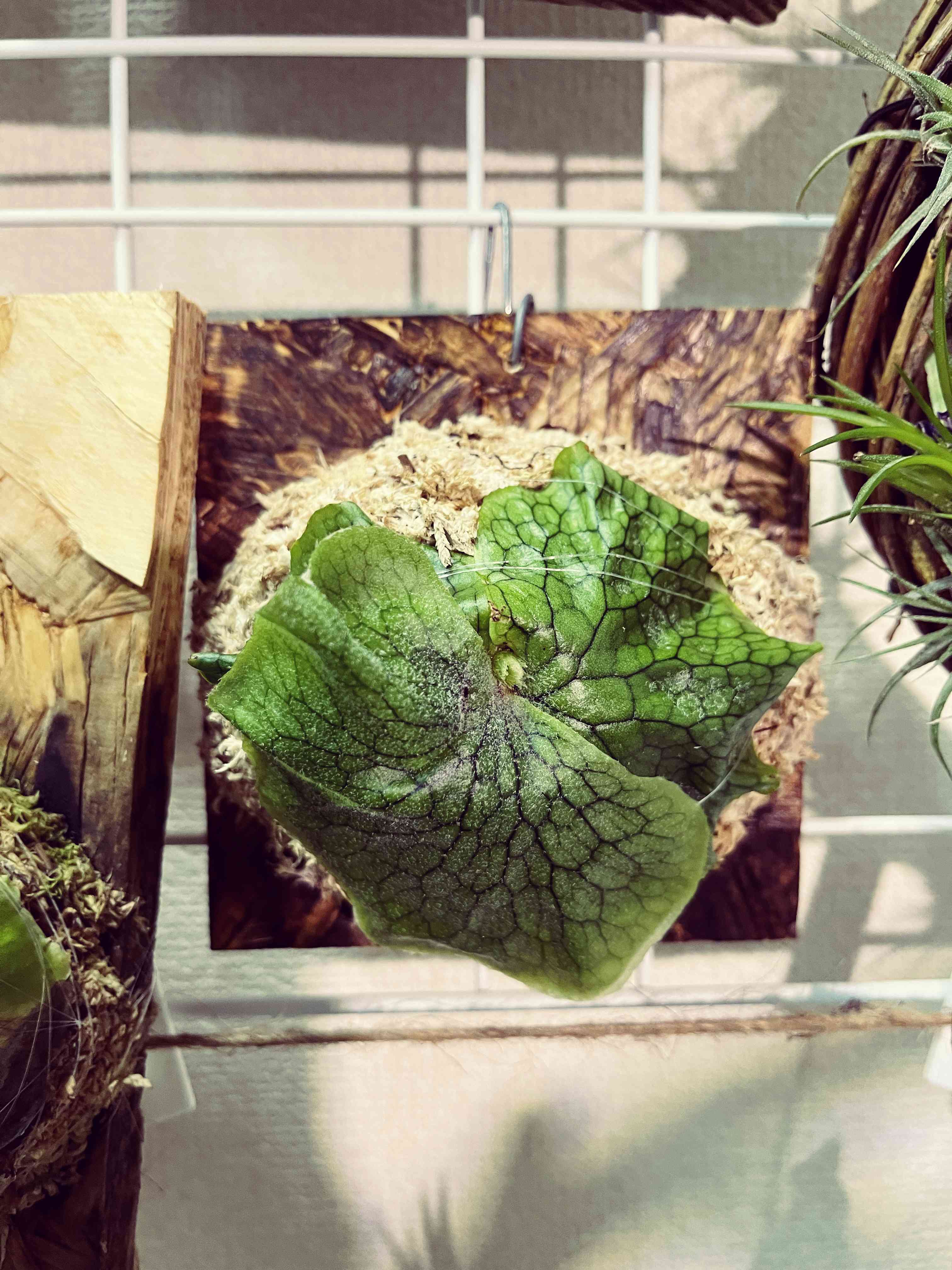 ビカクシダ スーパーバム 植え替えの投稿画像 by かねまるさん｜ビカクシダ スーパーバムと