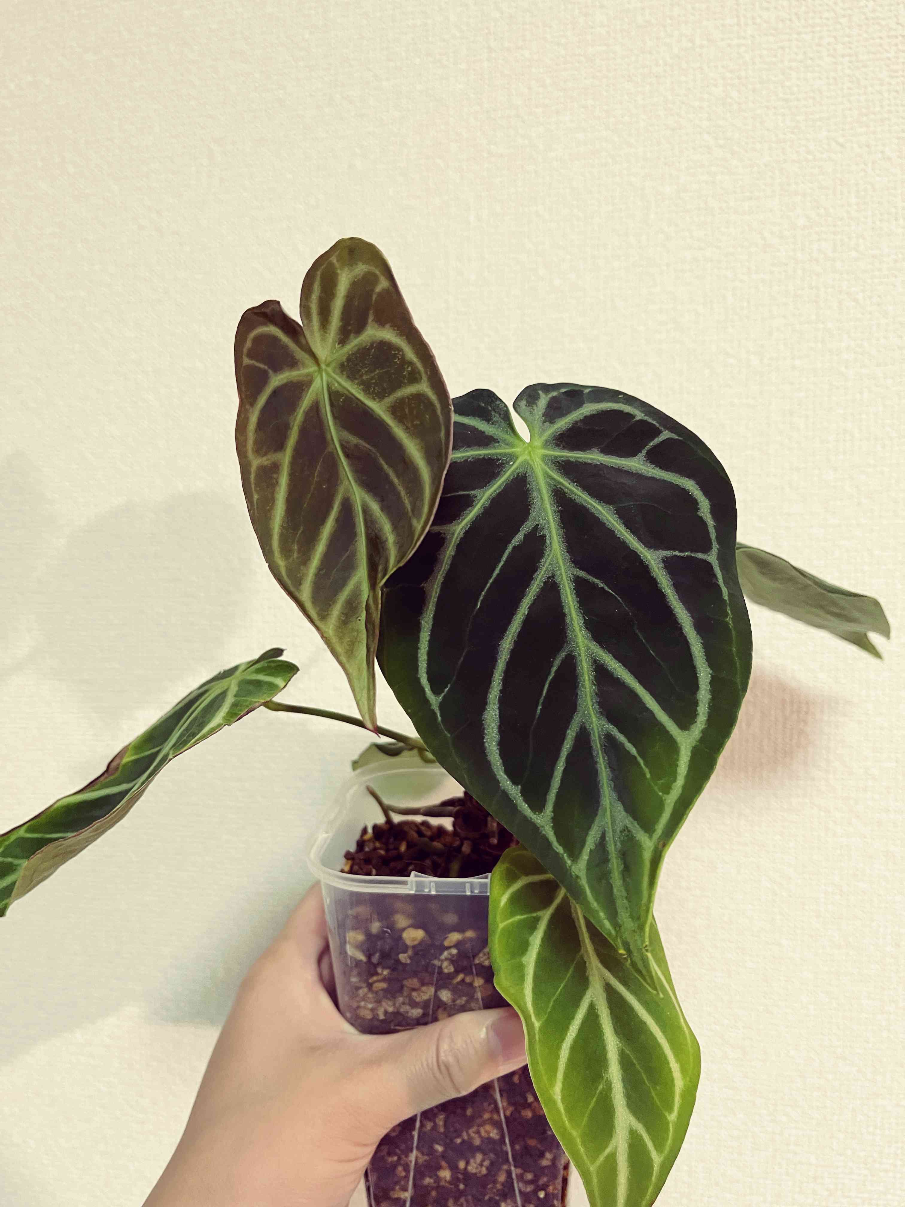 植え替えの投稿画像 by かねまるさん｜ビカクシダ スーパーバムと