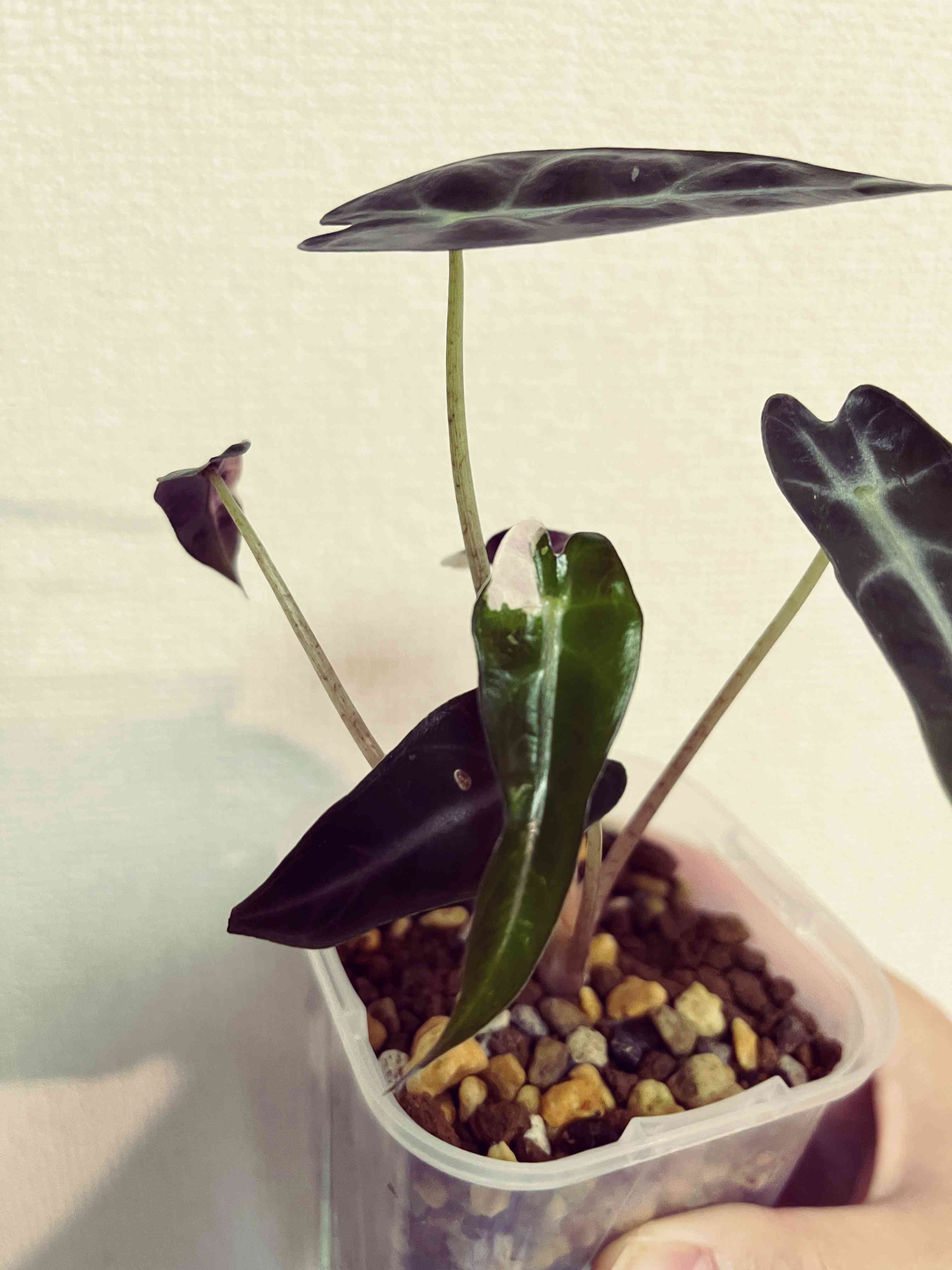 斑入り アロカシア バンビーノ 【公式通販】