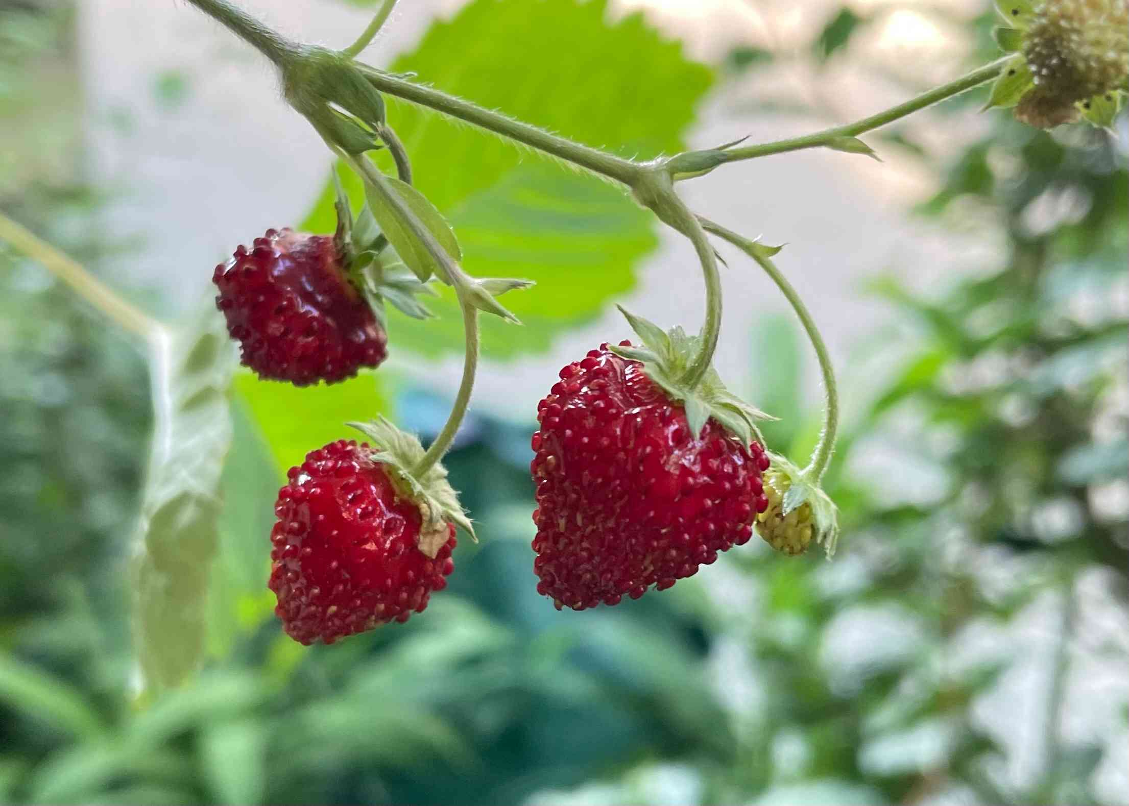 四季なりイチゴ🍓種まき記録📝｜🍀GreenSnap（グリーンスナップ）