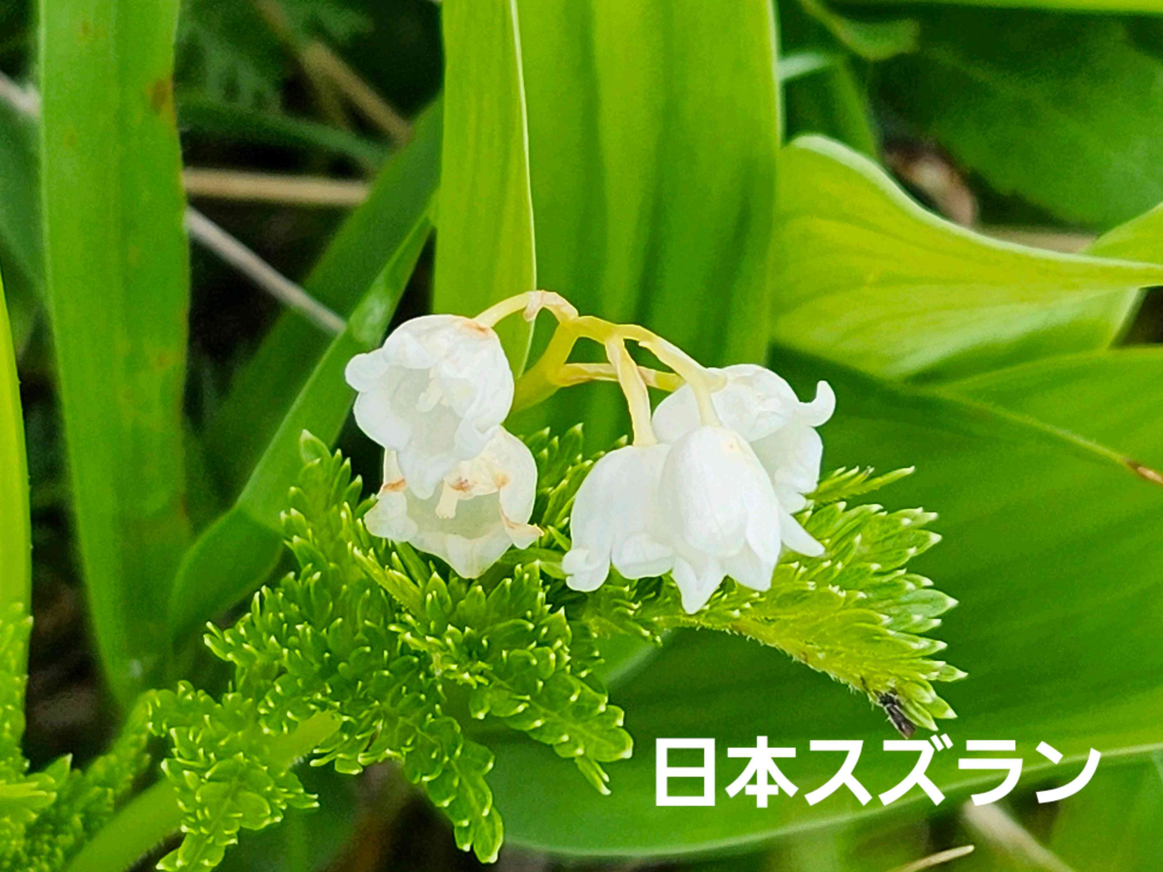 釜無ホテイアツモリソウの一覧｜🍀GreenSnap（グリーンスナップ）