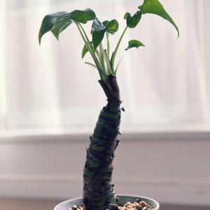 クワズイモ,クワズイモ,観葉植物,100均,ダイソーの画像