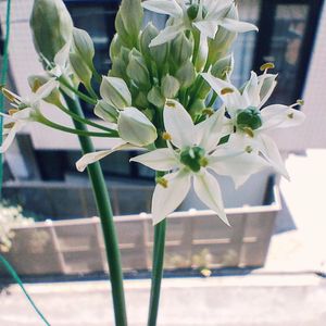 ニラ,水耕栽培,種から,花のある暮らし,たねからの幸せの画像