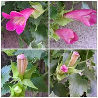 アサリナ,カラー,カラー,スプリットペタル,変わり咲朝顔の画像