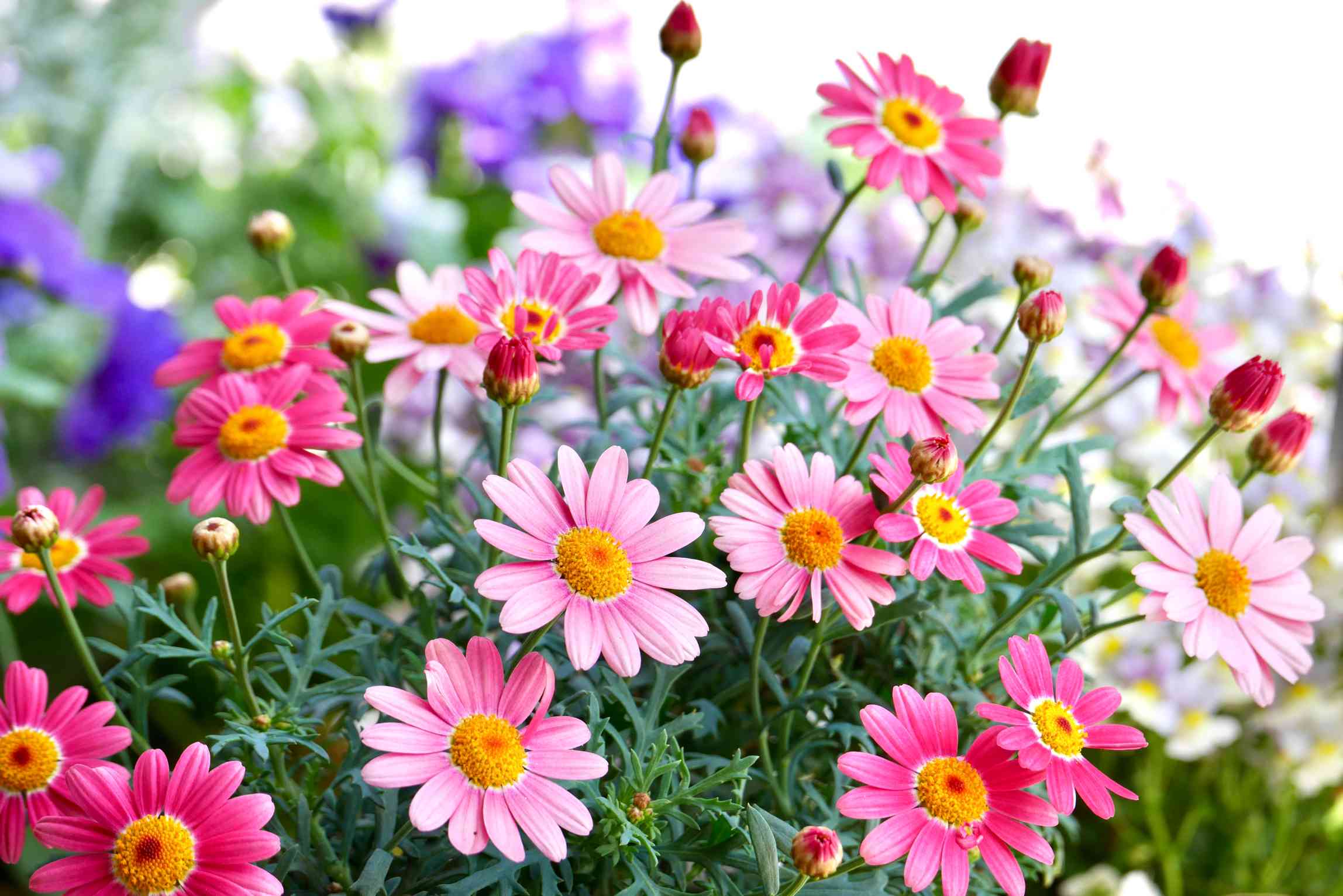 見切り品】PWマーガレット(ストロベリーホイップ)成長記録