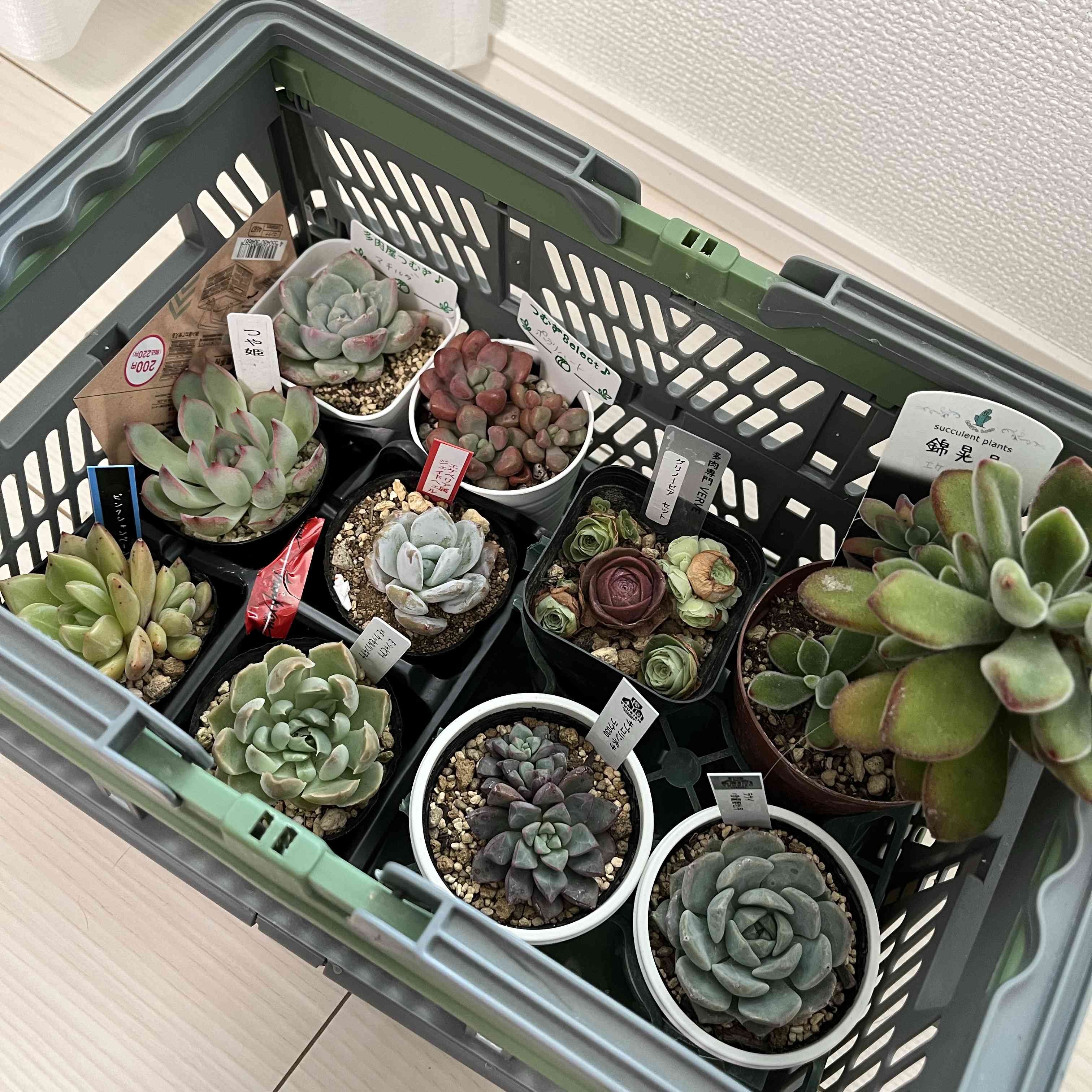 韓国苗 バイキング ♡ ALL 500円 ♡ 韓国苗 バイキング ♡ ALL 500円 ♡
