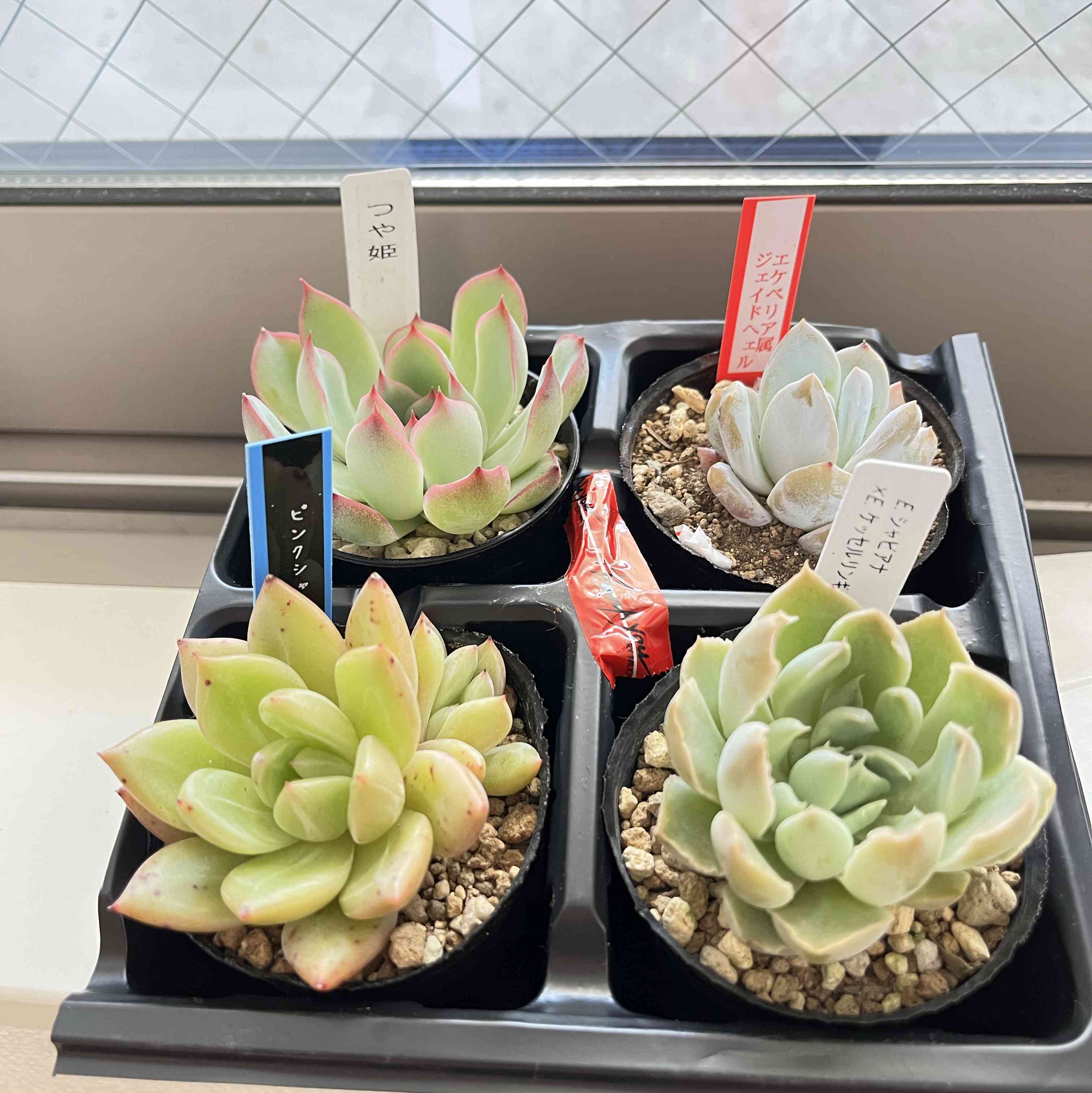 見比べ画像　多肉植物 多肉植物の投稿画像 by あーちゃんさん｜シマムラ園芸とカクトロコと