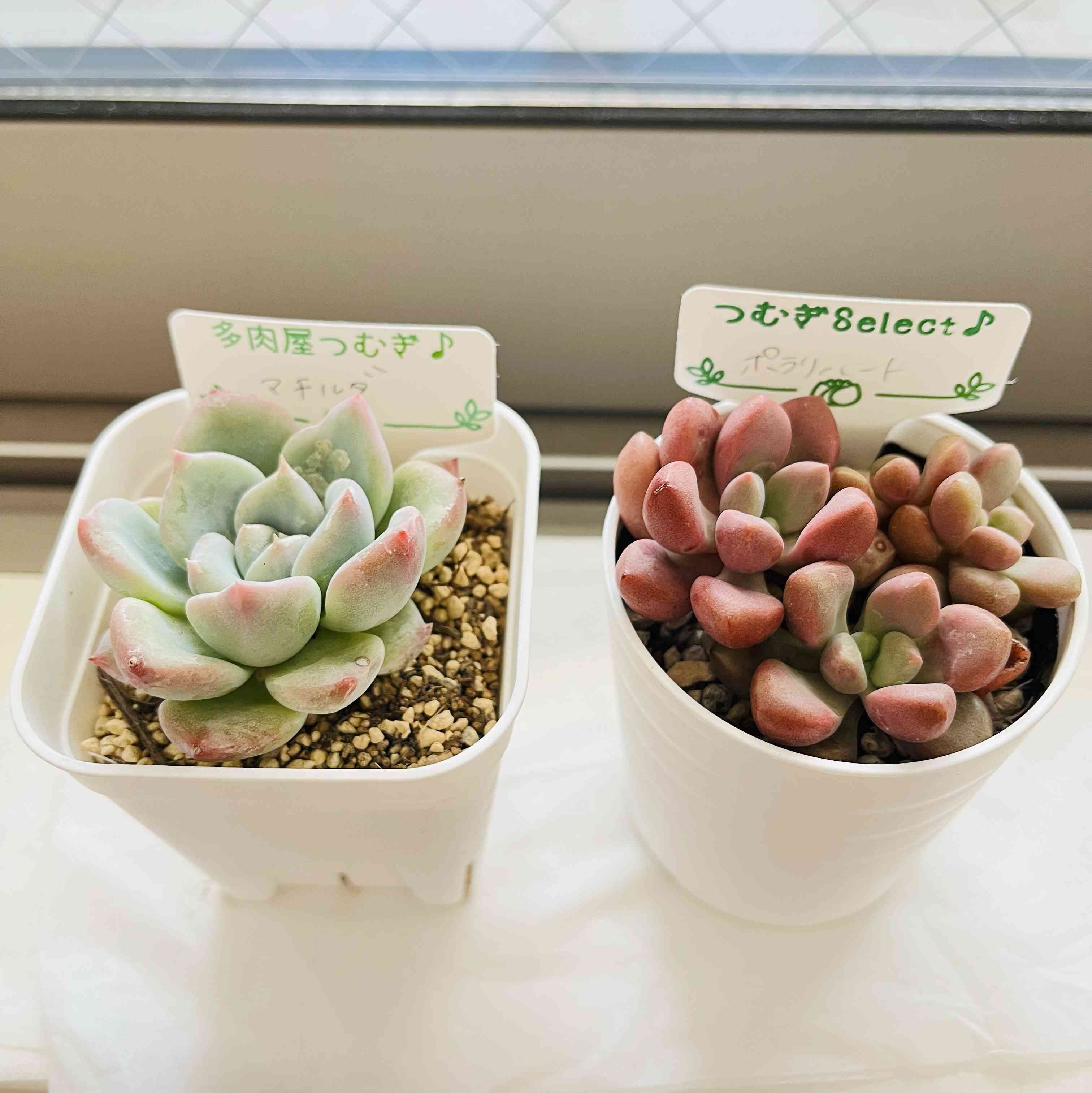 多肉植物の投稿画像 by あーちゃんさん｜シマムラ園芸とカクトロコと