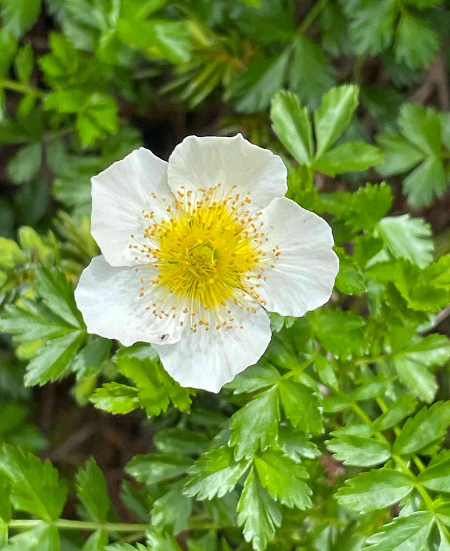 秋田駒ケ岳 第二弾 チングルマ ヒナザクラ咲き始めました♡ 2024.6.14