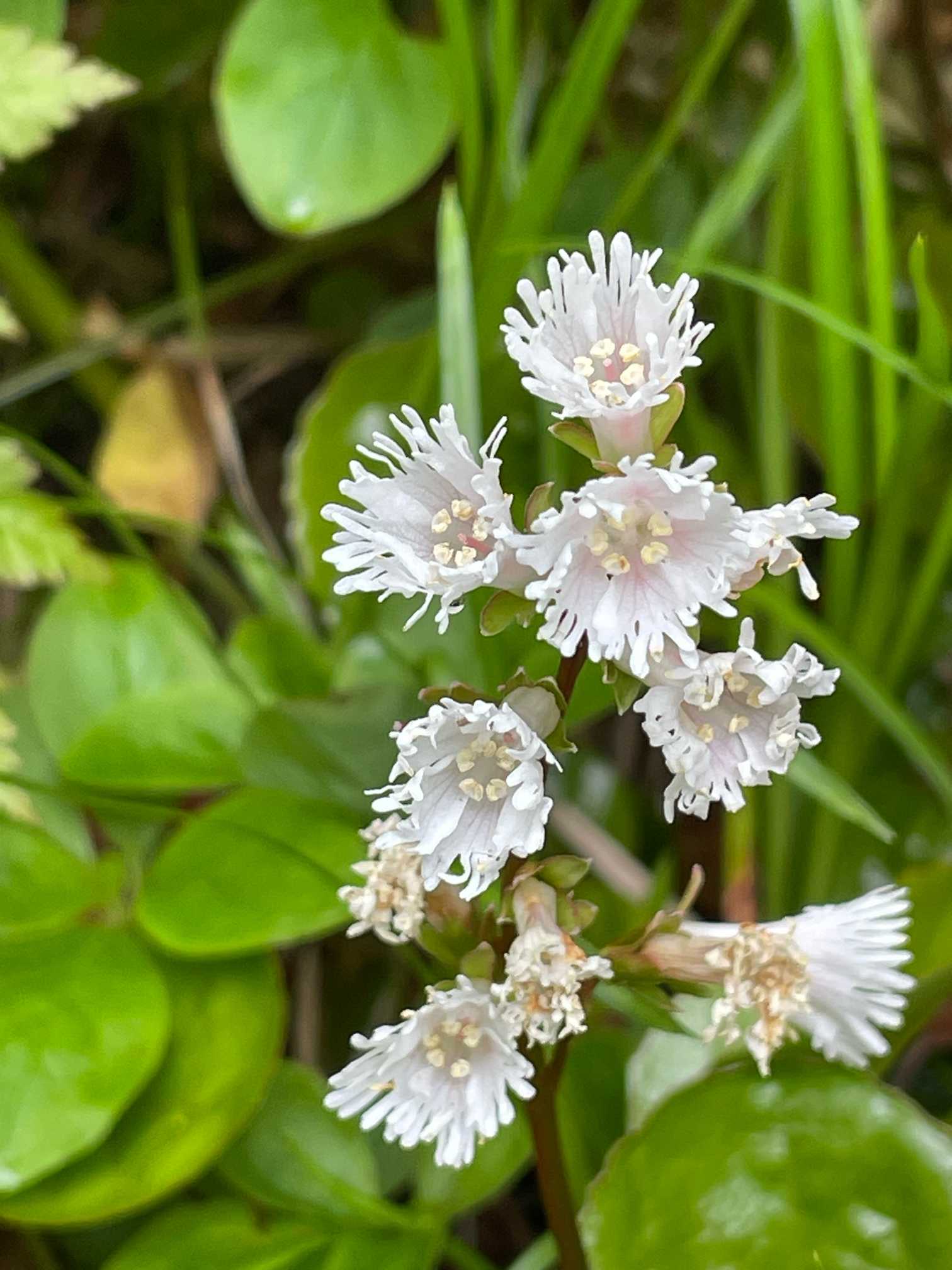 秋田駒ケ岳 第二弾 チングルマ ヒナザクラ咲き始めました♡ 2024.6.14