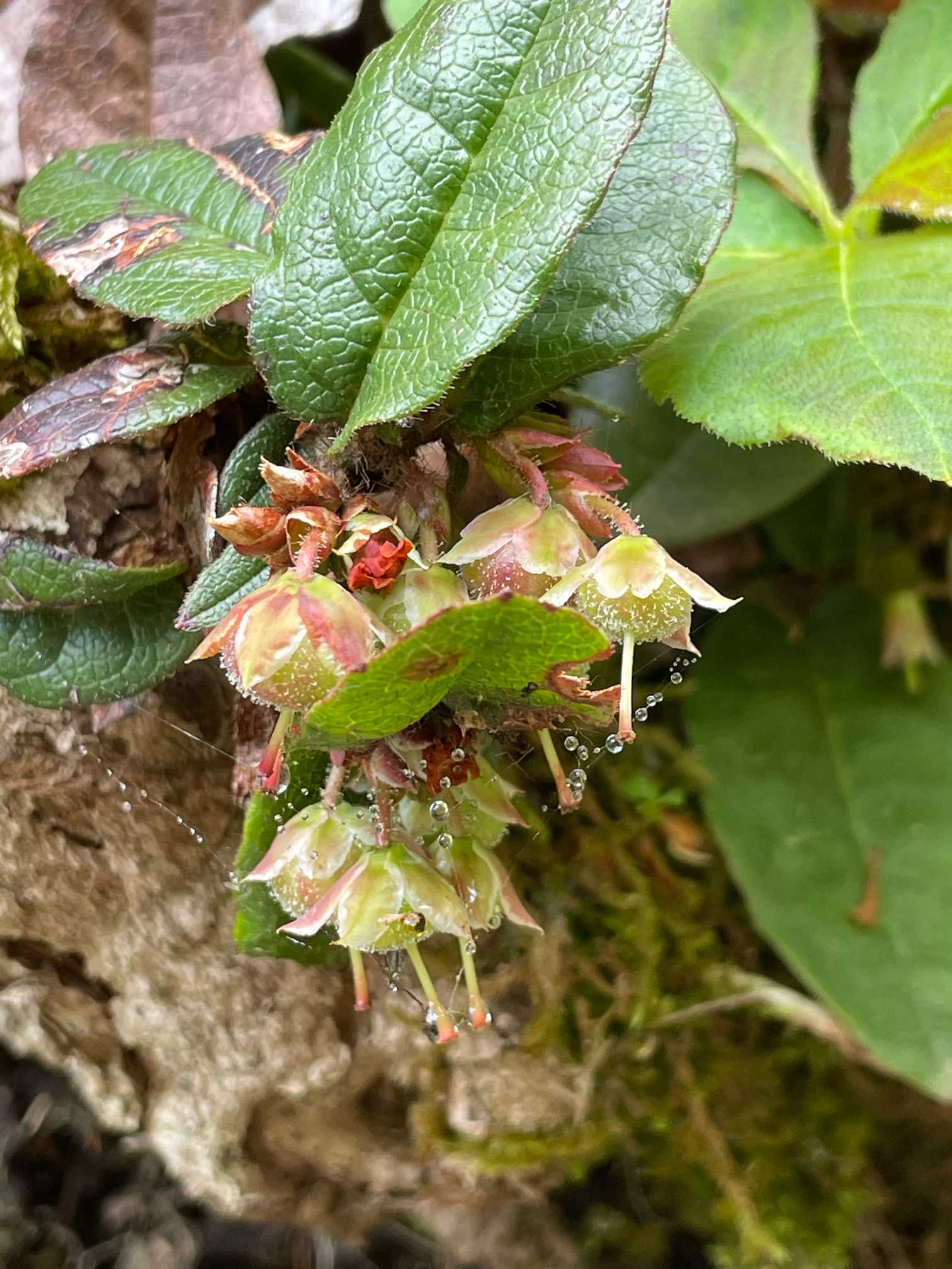秋田駒ケ岳 第二弾 チングルマ ヒナザクラ咲き始めました♡ 2024.6.14