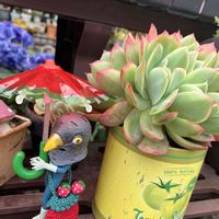 トラディスカンティア,ルエラ,アジサイ カーリースパークル,アジサイ ブルーマーブルソーダ,アジサイ フェザーの画像