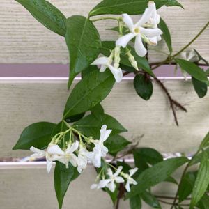 スタージャスミン（トウテイカカズラ）,スタージャスミン（トウテイカカズラ）,花のある暮らし,庭の宿根草,小さな庭の画像