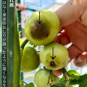 トマト,大玉トマト,プランター野菜,家庭菜園,畑の画像