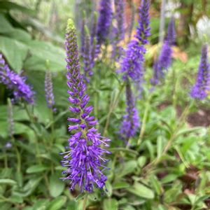 ヒメルリトラノオ,グランドカバー,山野草,野草,耐寒性宿根草の画像