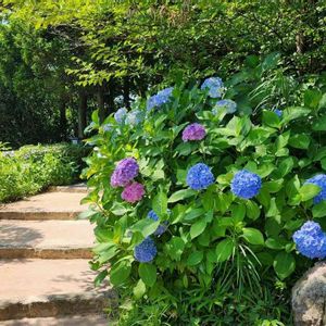 アジサイ,紫陽花,日本庭園,お出掛け先,名古屋市の画像