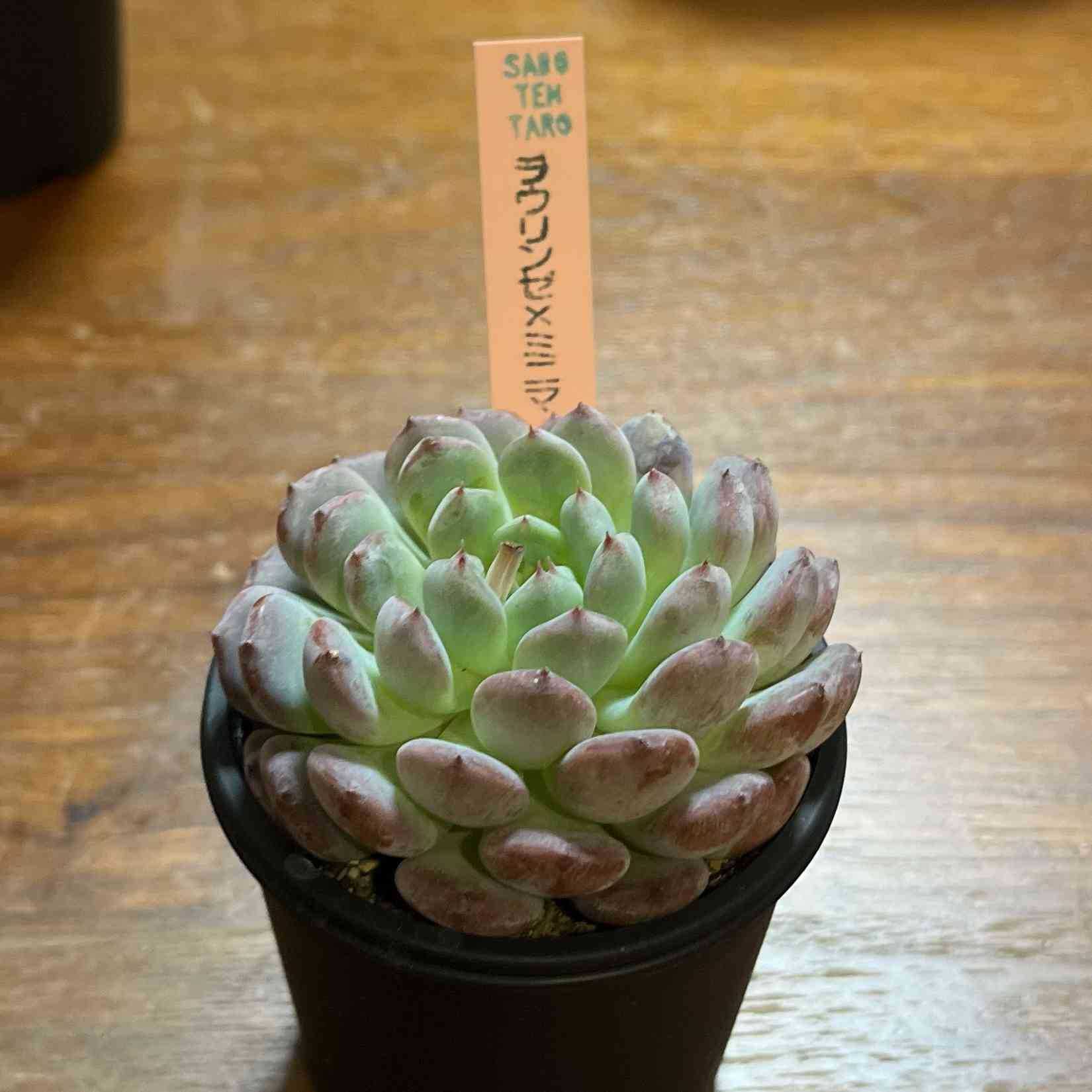 86. 多肉植物 ラウリンゼ×ミニマ 680円【抜き苗】 86. 多肉植物 ラウリンゼ×ミニマ 【抜き苗】