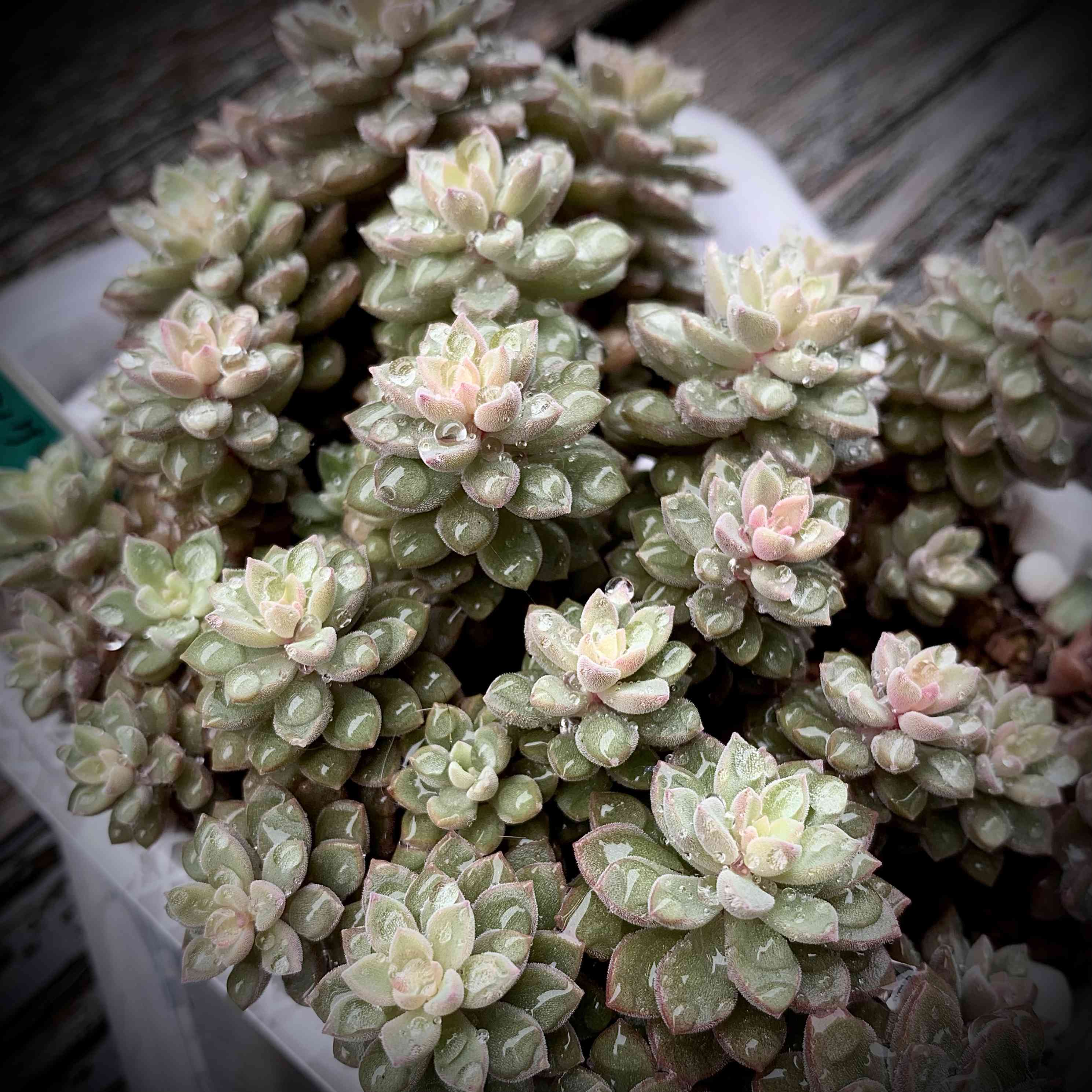 スプリングワンダー×銀天女の一覧｜🍀GreenSnap（グリーンスナップ）