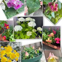 シロタエギク,アナベル,金魚草,八重咲き朝顔 スプリット ペタル,オダマキ マイコの画像