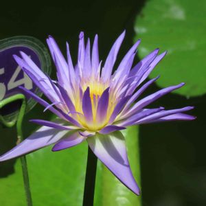 熱帯スイレン,温室,都立神代植物公園の画像