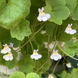 温室,ホワイト,百合が原公園,お出かけ先の画像