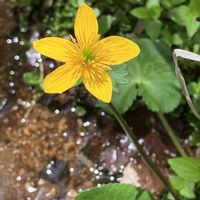 リュウキンカ,在来種,山の花の画像