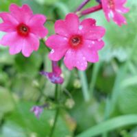 クリンソウ,九輪草(クリンソウ),君が　笑えば♬Happiness❣,山梨県北杜市清里土竜の滝の木々,清泉寮~の富士山の画像