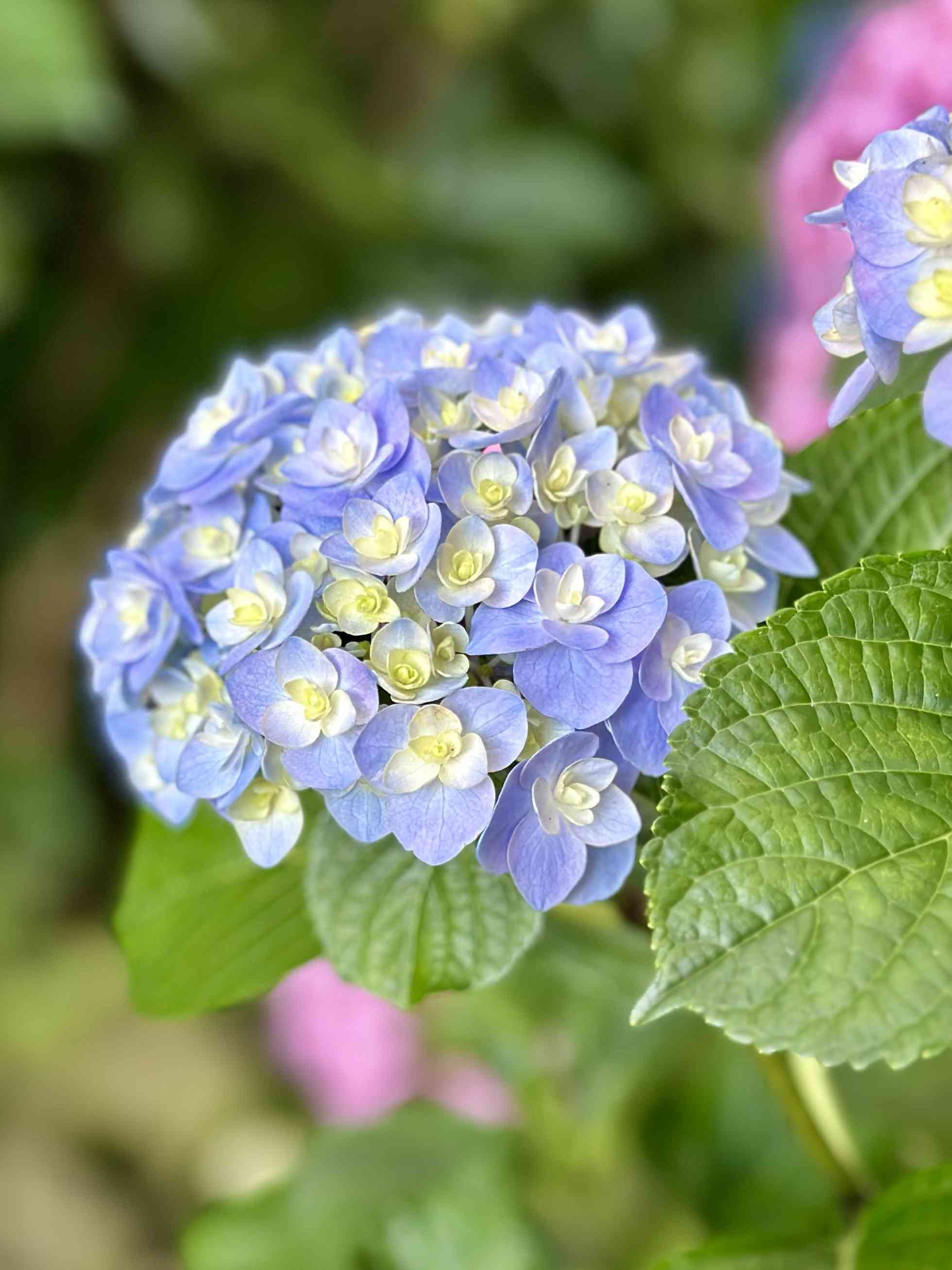 暁光園の一覧｜🍀GreenSnap（グリーンスナップ）