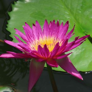 熱帯スイレン,温室,都立神代植物公園の画像