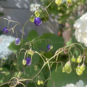 キキョウラン,山野草,野草,植栽の画像