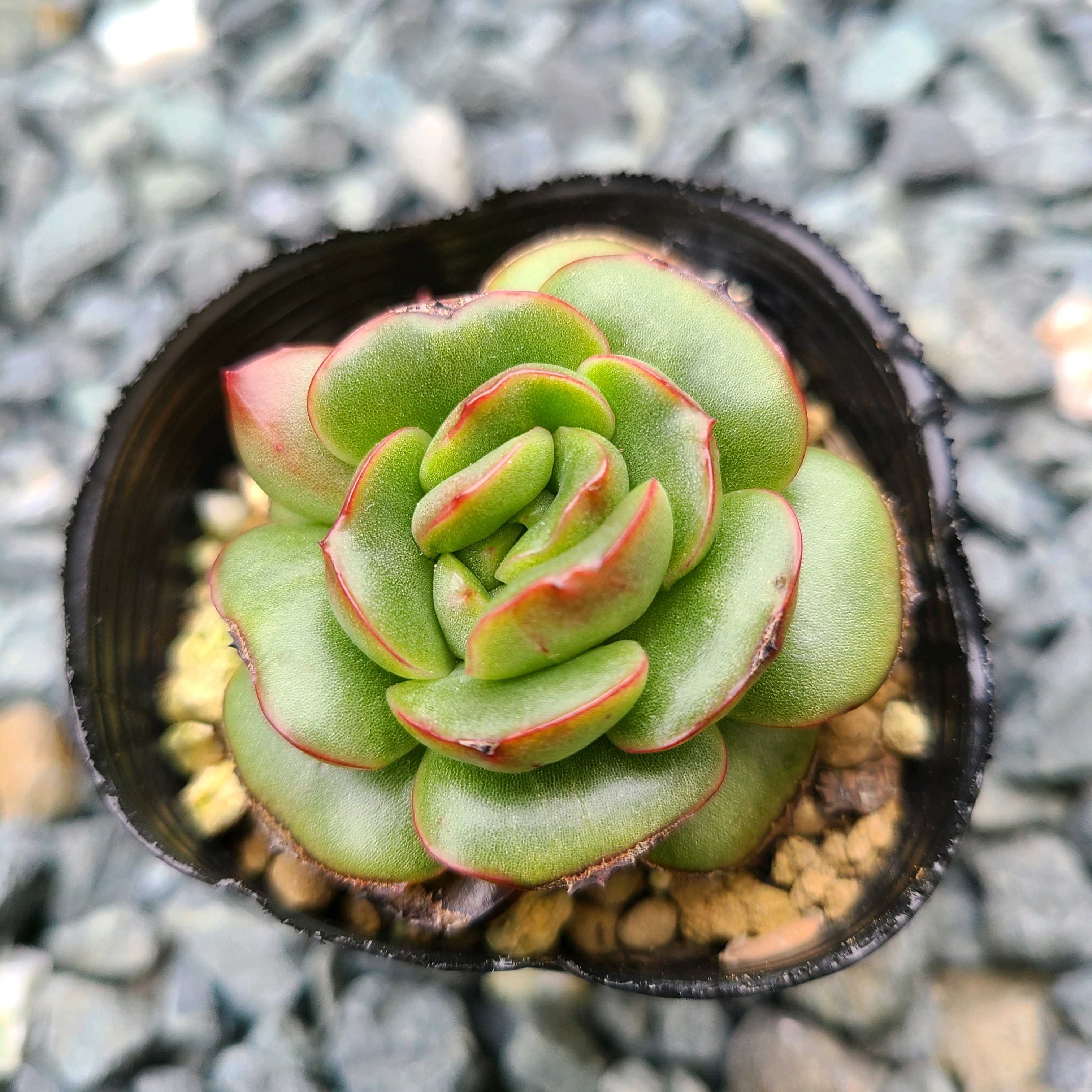 グリーンライトの成長記録❤️😈｜🍀GreenSnap（グリーンスナップ）