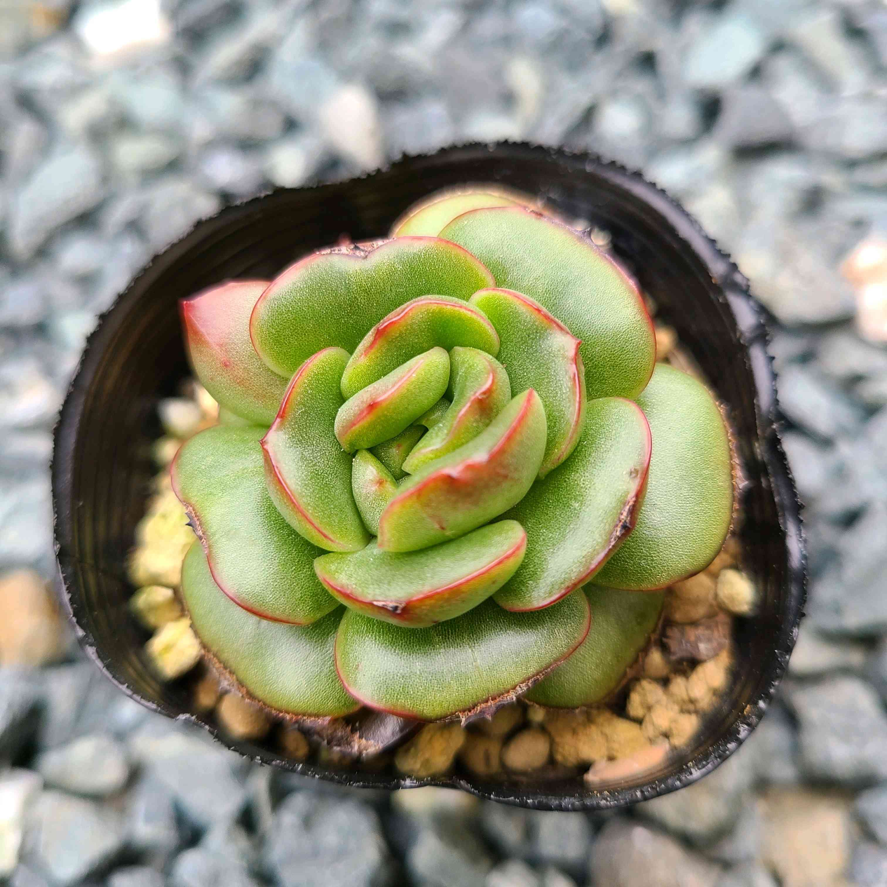 グリーンライトの成長記録❤️😈｜🍀GreenSnap（グリーンスナップ）