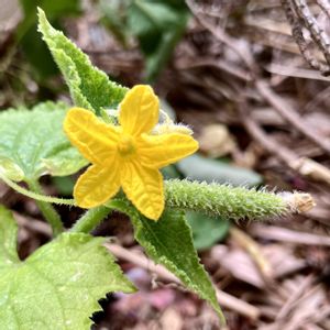 キュウリ,お花,ネコ好き,夏野菜,植栽の画像