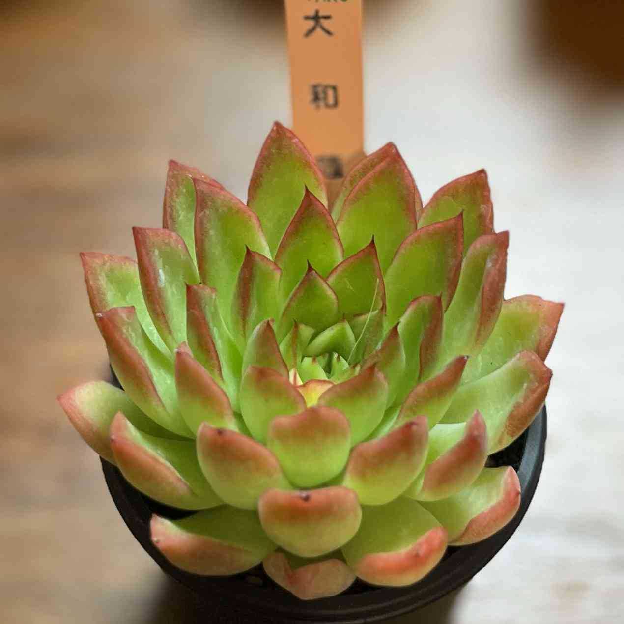 熊様専用【大和蓮】エケベリア 多肉植物