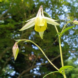 グランドカバー,山野草,黄色い花,花のある暮らし,山暮らしの画像