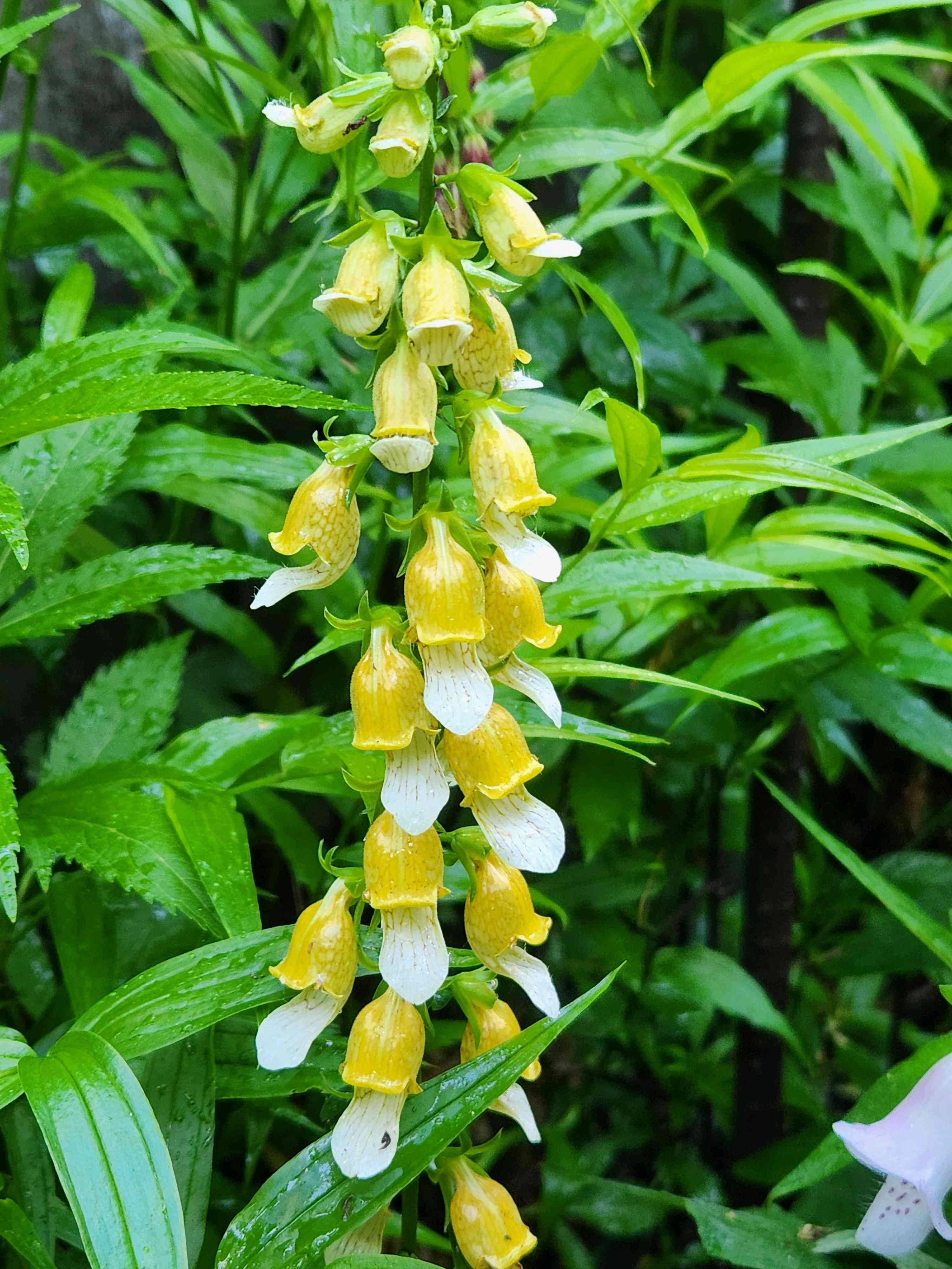 唐竹蘭(トウチクラン)の一覧|🍀GreenSnap(グリーンスナップ) 唐竹蘭(トウチクラン)の一覧|🍀GreenSnap(グリーンスナップ)