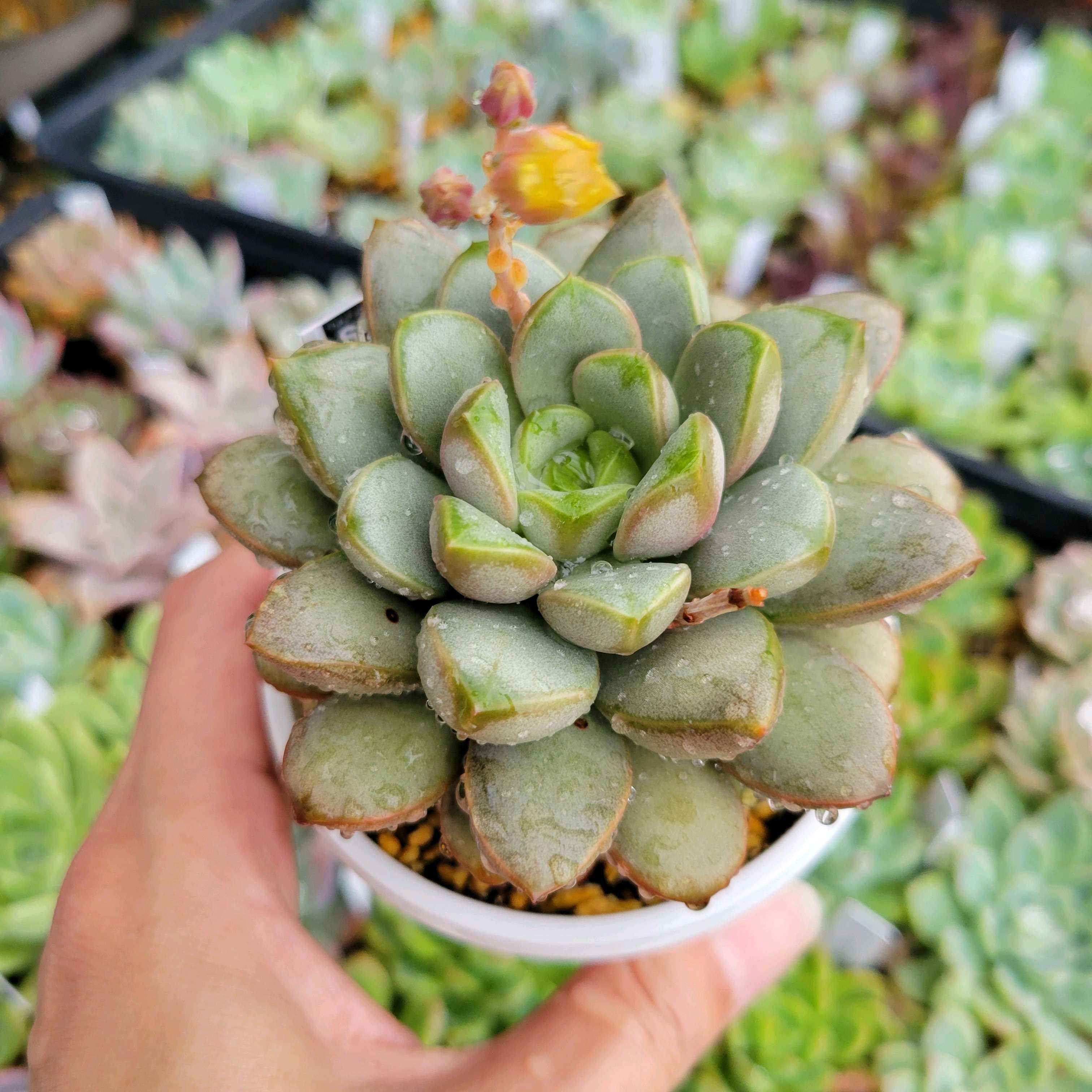 アメトルム(tsunコレ)｜🍀GreenSnap（グリーンスナップ）