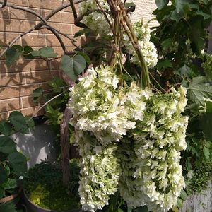 宿根草,ドライフラワーいろいろ,ラベンダー グロッソ,宿根 かすみ草,柏葉紫陽花 （かしわばあじさい）の画像