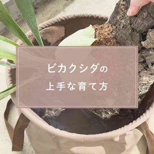 観葉植物,ガーデニング,緑のある暮らし,植物のある暮らし,肥料の画像