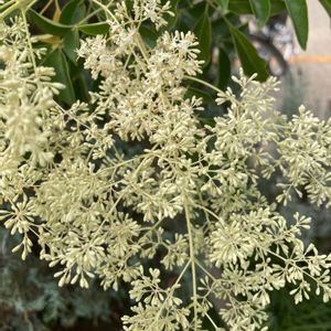 シマトネリコ,今日の花,シンボルツリー,高木,爽やかの画像